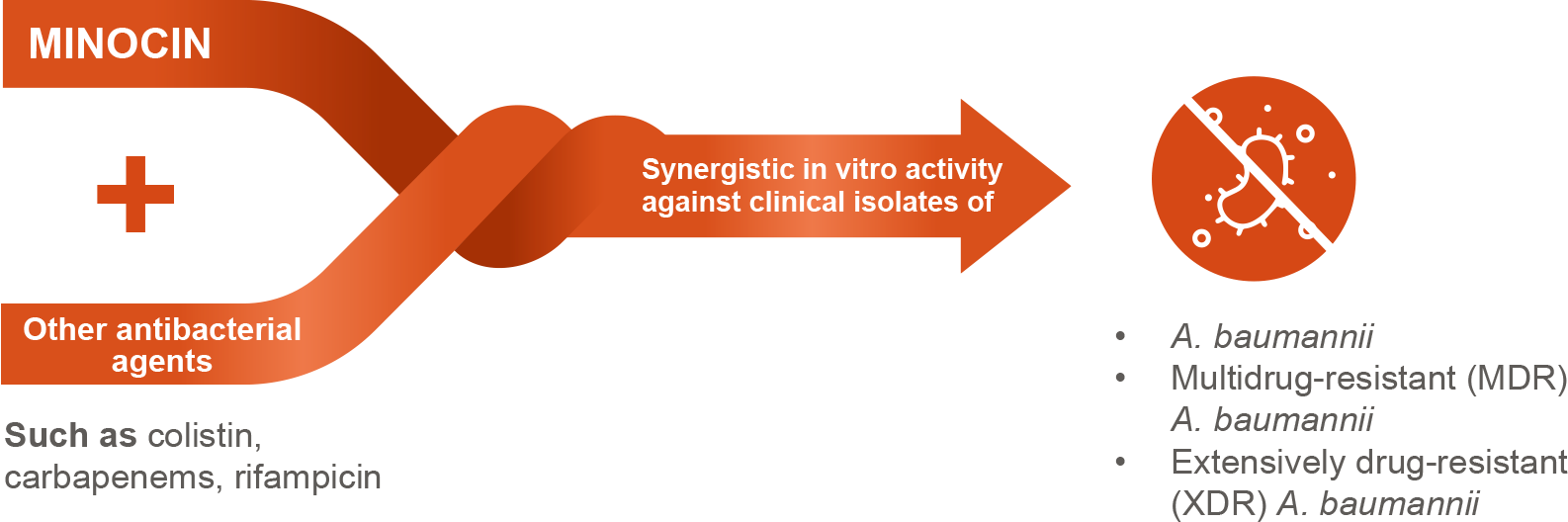 MINOCIN exhibits synergistic activity