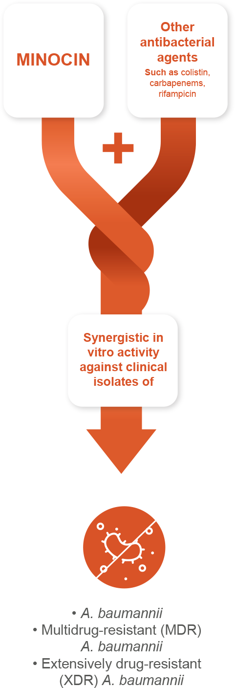 MINOCIN exhibits synergistic activity